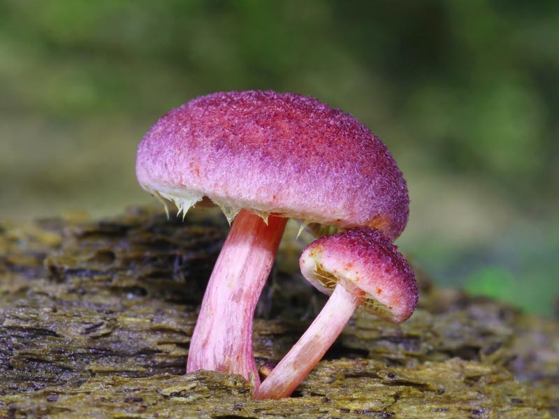 mushroom ekstraklar