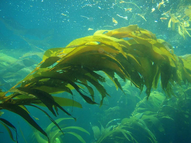 marine plants ekstraklar